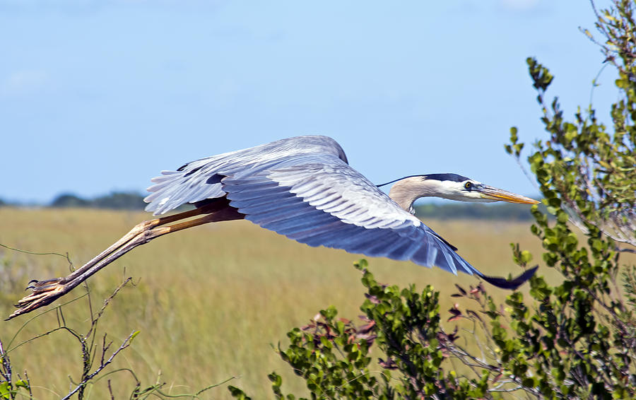 Everglades Heron Photograph by Kenneth Albin