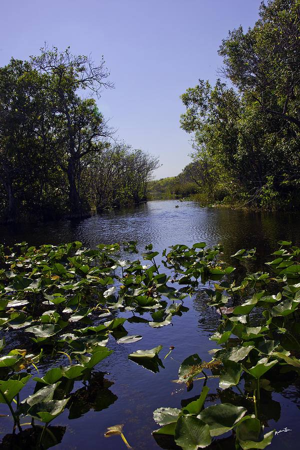 Everglades Photograph - Everglades in Perspective - Florida by Madeline Ellis