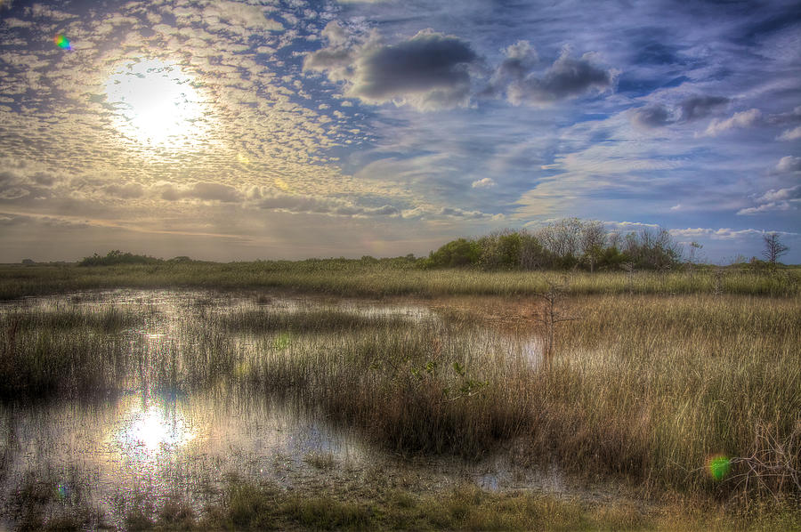 Everglades in Winter Photograph by William Wetmore