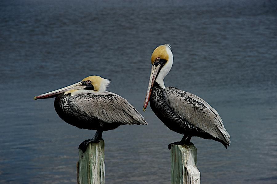 Everglades Photograph by Joseph Yarbrough