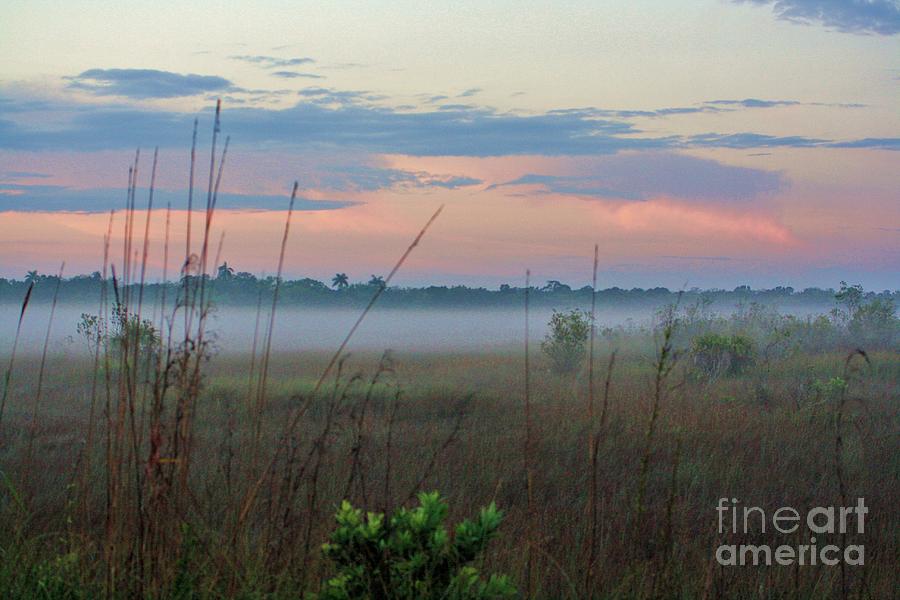 Everglades Mist Photograph