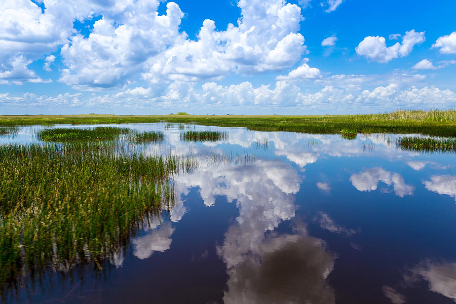 Everglades natural landscape Photograph by Pola Damonte via Getty Images