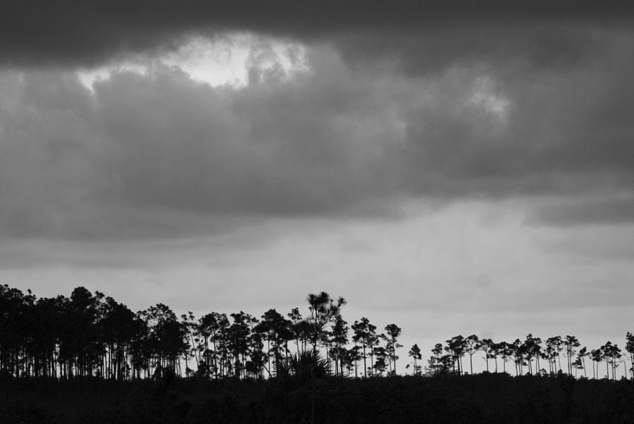 Everglades No.5  Photograph by John Greco