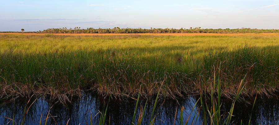Everglades Panoramic C Photograph by David Lee Thompson