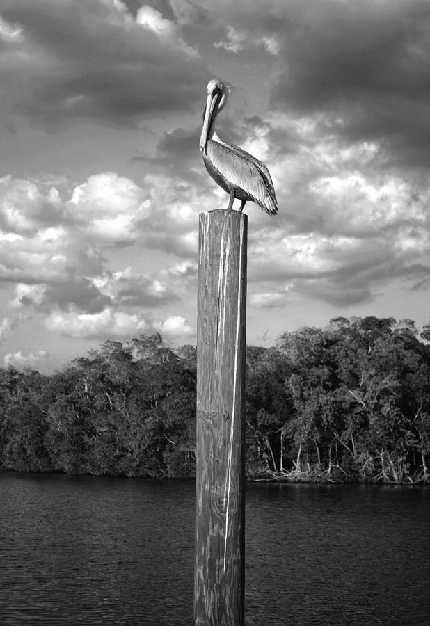 Everglades Pelican Photograph by Timothy Lowry