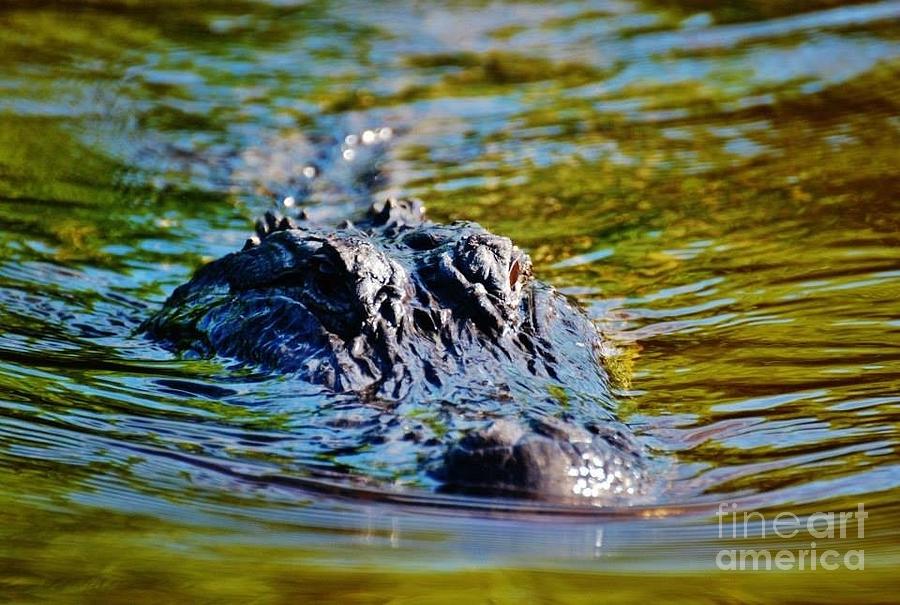 Everglades Predator Photograph by William Wyckoff