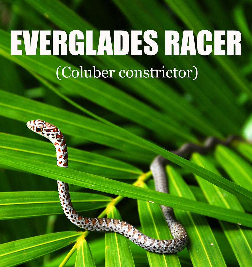 Everglades Racer poster Photograph by David Lee Thompson