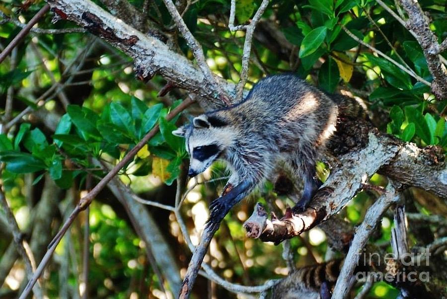 Everglades Racoon Photograph by William Wyckoff