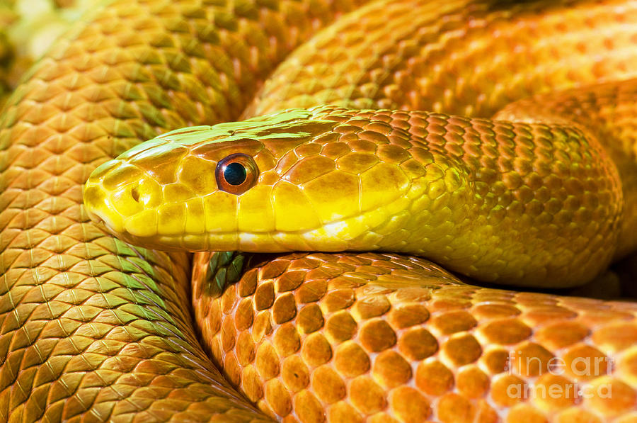 Snake Photograph - Everglades Rat Snake by Millard H. Sharp