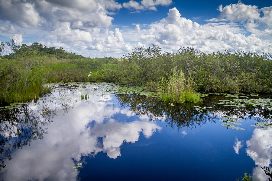 Everglades Reflection Photograph by Michael Horst - Fine Art America