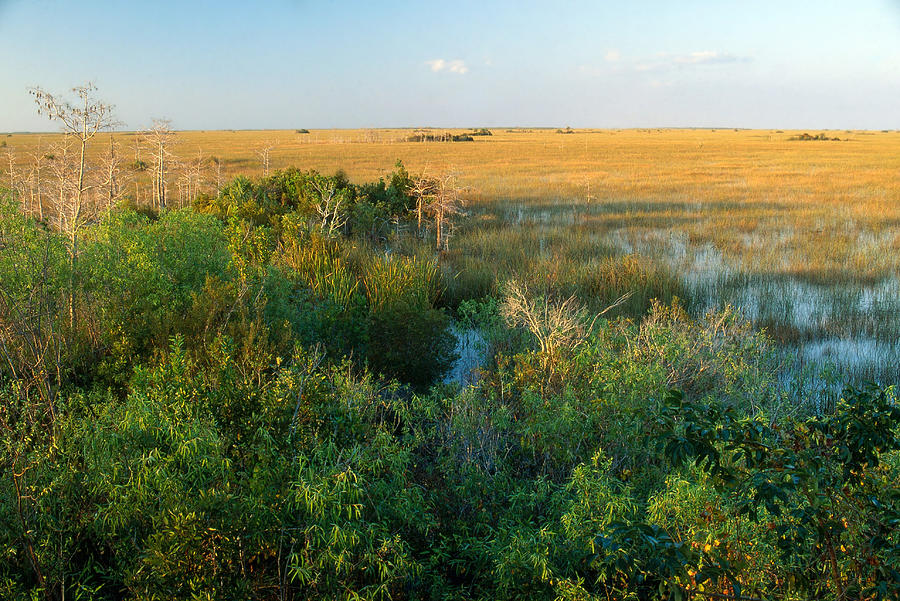 Everglades Sawgrass Prairie Photograph by James Steinberg