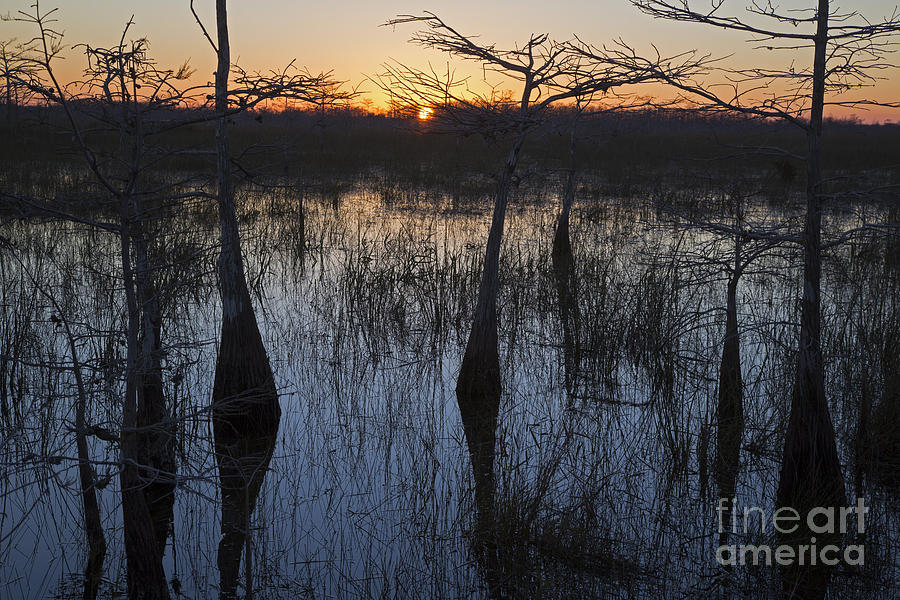 Everglades Sunrise Photograph by Jim West