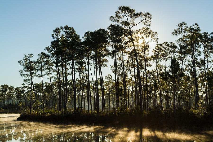 Everglades Sunrise Photograph by Stefan Mazzola