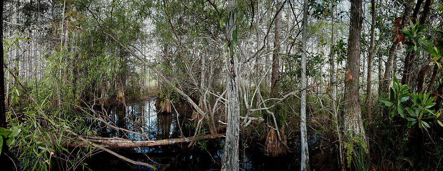 Everglades Swamp-1 Photograph by Rudy Umans
