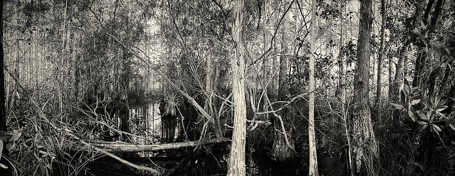 Everglades Swamp-1BW Photograph by Rudy Umans