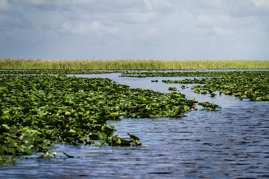 Everglades Photograph by Thelma Gatuzzo©