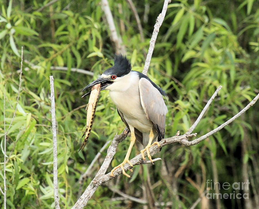Everglades Treat Photograph by Adam Jewell