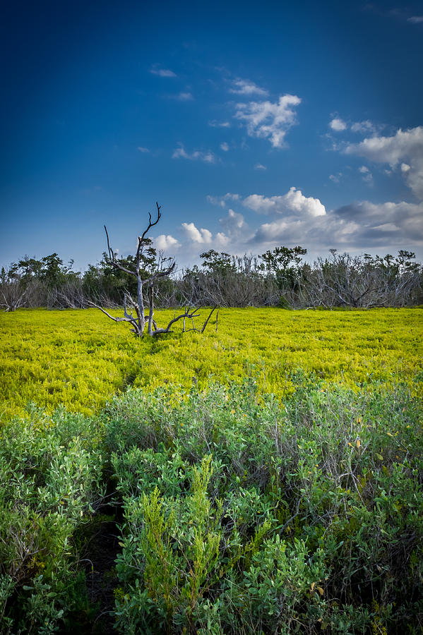 Everglades Tree Photograph by Christopher Perez