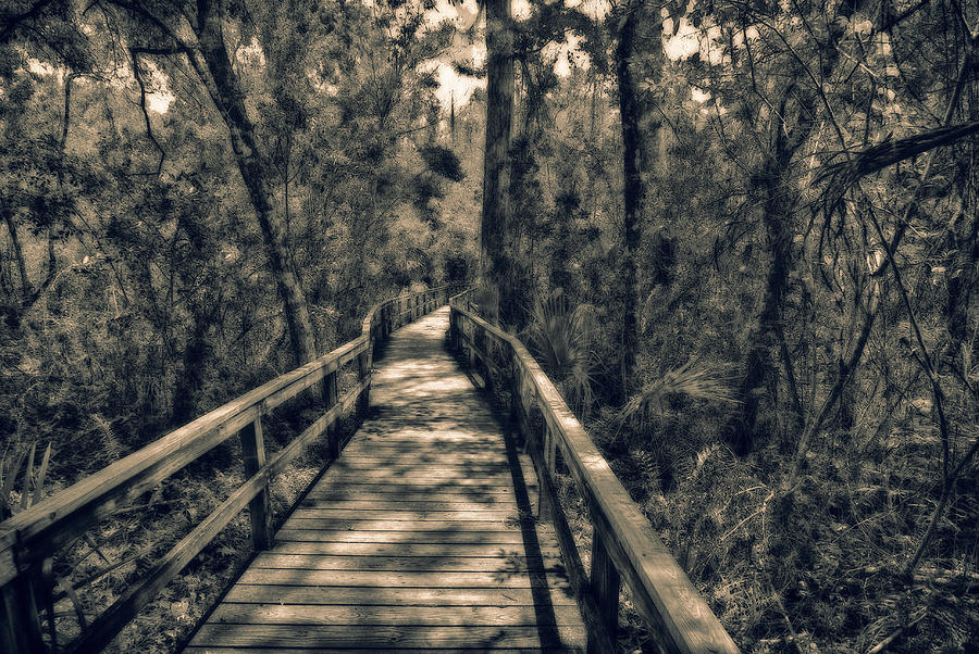 Everglades Walkway Photograph by Kevin Cable