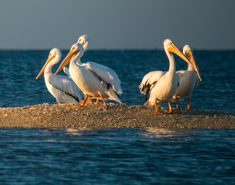 Everglades White Pelicans Photograph