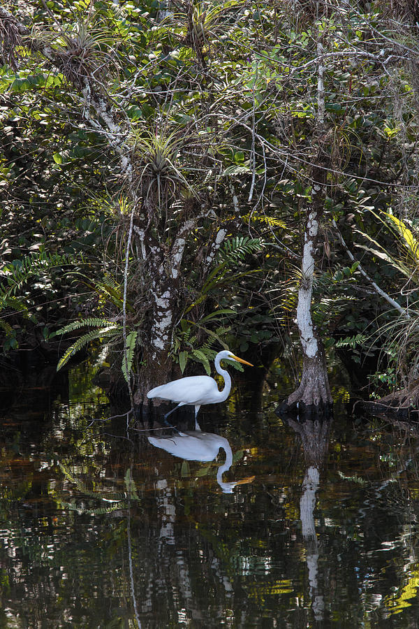 Everglades0384 Photograph by Matthew Pace