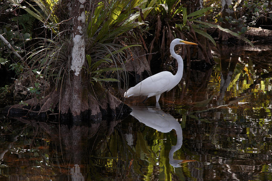 Everglades0399 Photograph by Matthew Pace