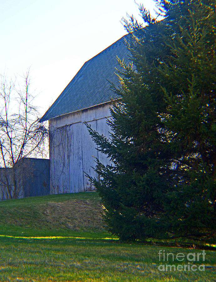 Evergreen And Barn Photograph