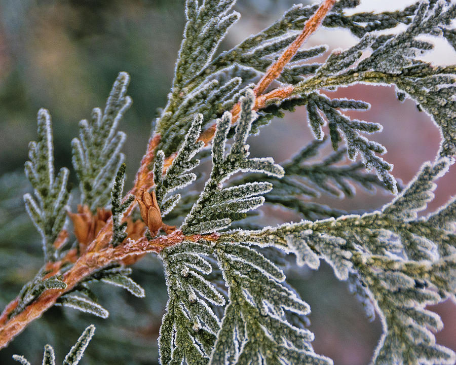 Evergreen and Frost Photograph by Betty Eich