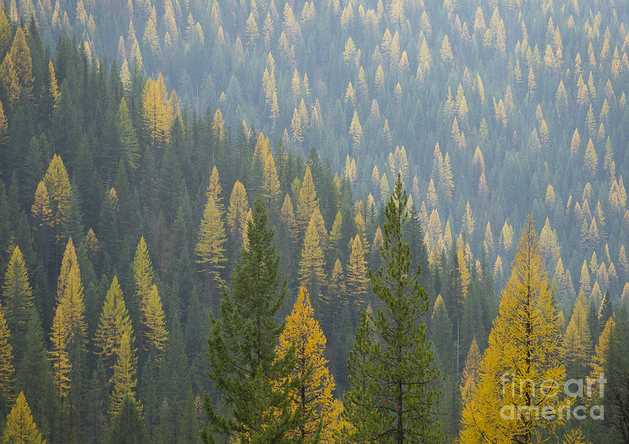 Nature Photograph - Evergreen and Gold by Idaho Scenic Images Linda Lantzy