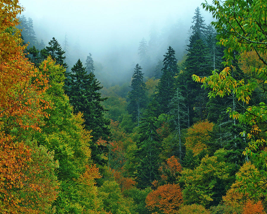 Evergreen Autumn Photograph by TnBackroadsPhotos