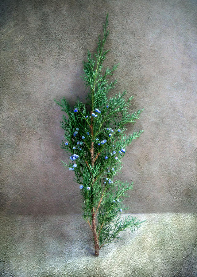 Evergreen Bough with Blue Berries Photograph by Louise Kumpf