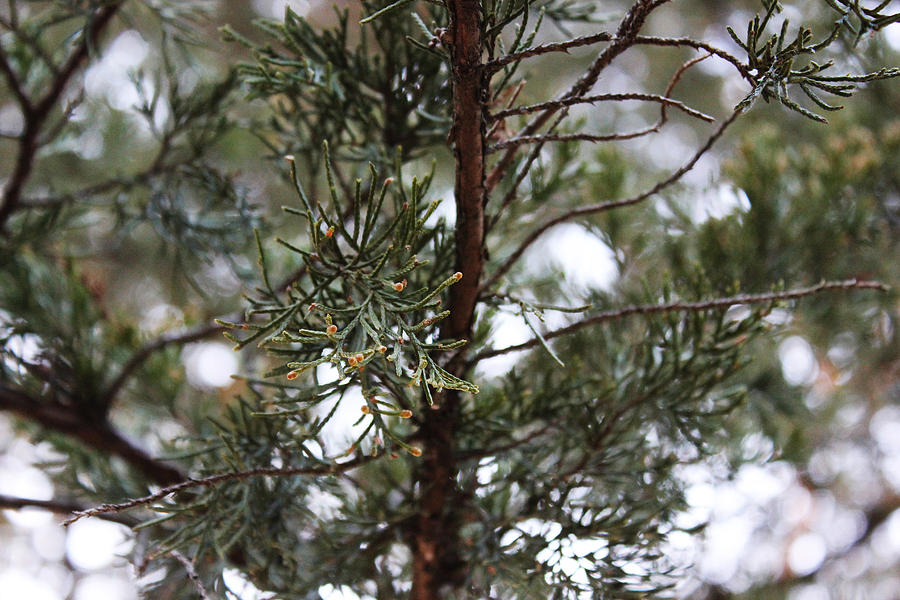 Winter Photograph - Evergreen  by Brittany Branson