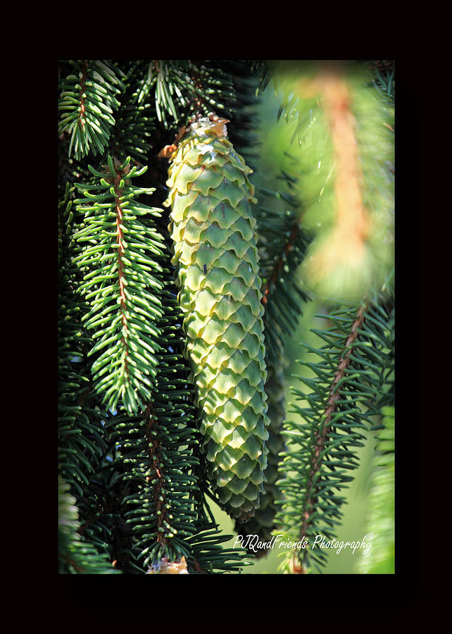 Evergreen Cone Photograph by PJQandFriends Photography