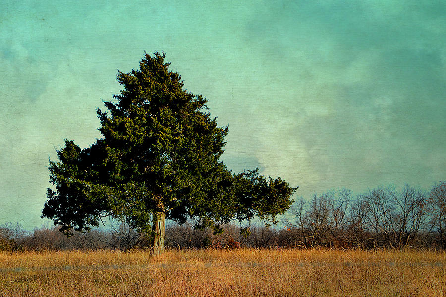Evergreen Photograph by Deena Stoddard