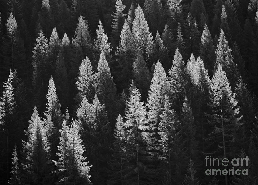 Evergreen Glow Photograph by Idaho Scenic Images Linda Lantzy