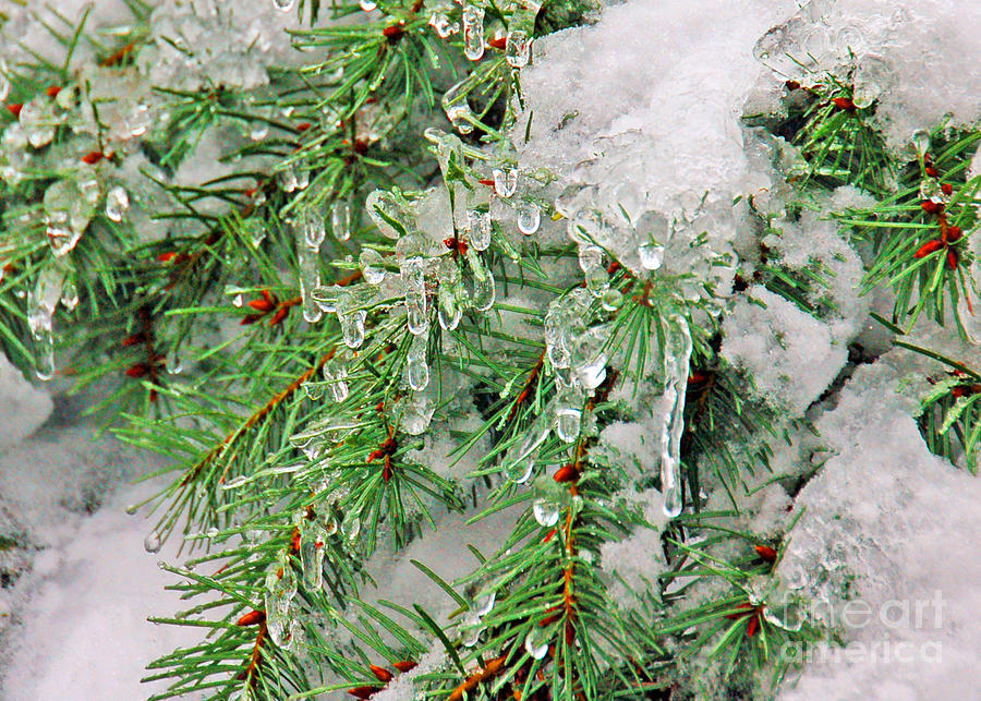 Evergreen Icicles I Photograph by Chuck Flewelling