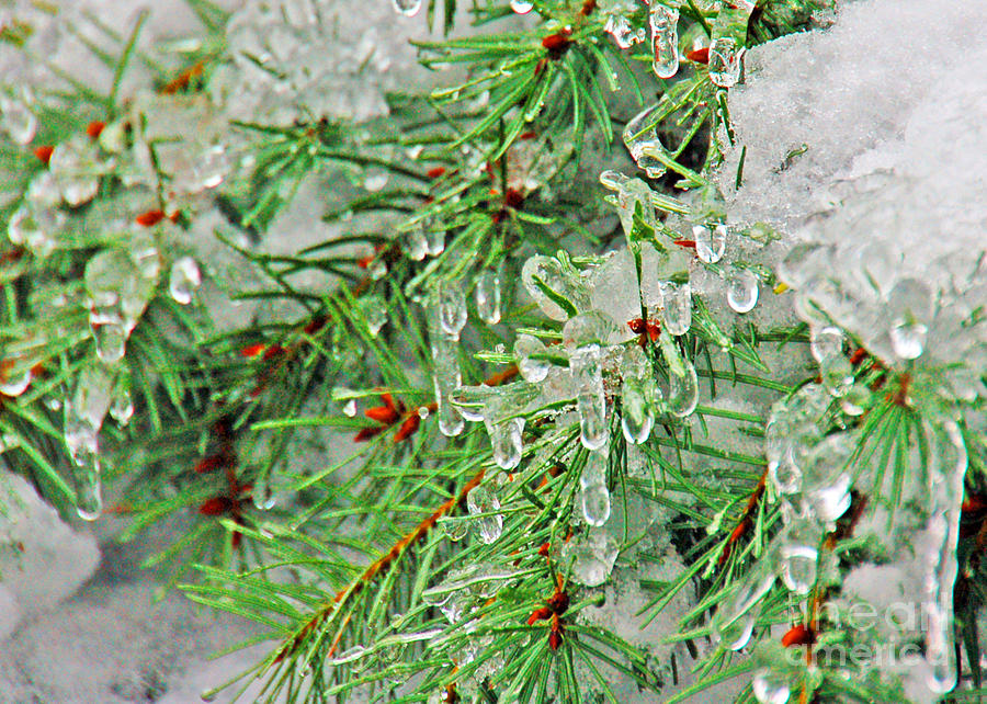Evergreen Icicles II Photograph by Chuck Flewelling