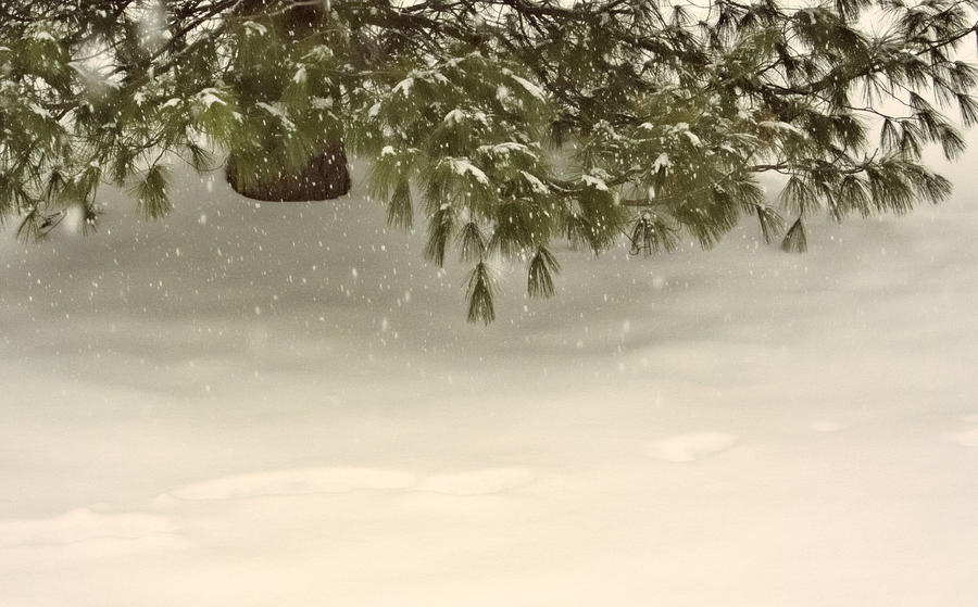 Evergreen in a Snowfall Photograph by Nancy De Flon