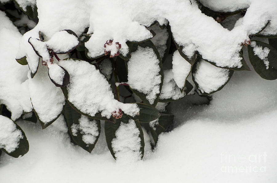 Nature Photograph - Evergreen in Snow by M J