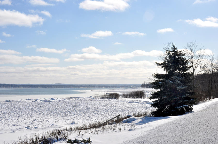 Evergreen on a winter beach in Traverse City Michigan Photograph by Diane Lent