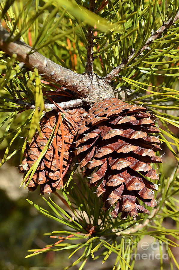 Evergreen Pine Cone Digital Art by Eva Kaufman - Fine Art America