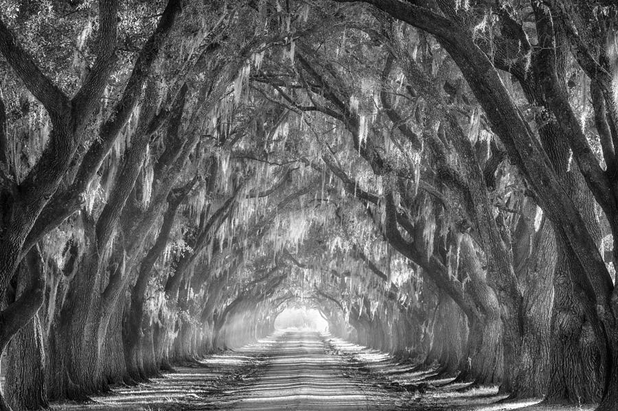 Black And White Photograph - Evergreen Plantation BW by Chris Moore