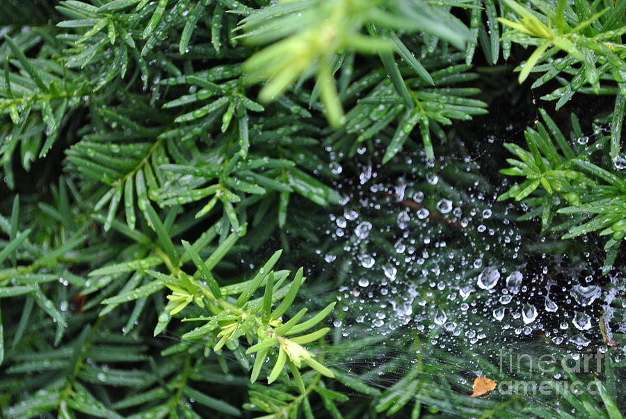 Evergreen Rain Photograph by Charlotte Stevenson - Fine Art America