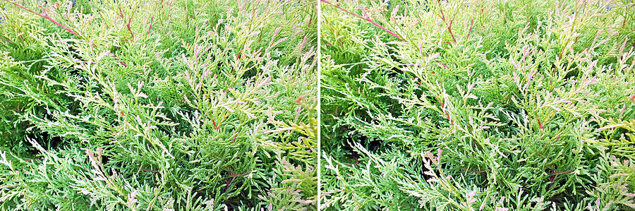 Evergreen Shrub in Stereo Photograph by Duane McCullough