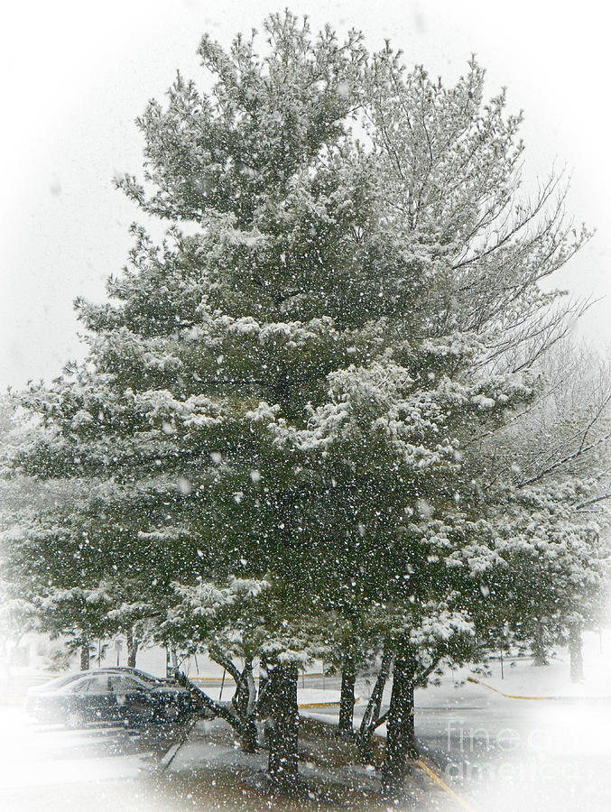 Evergreen Snow Photograph by Emmy Vickers