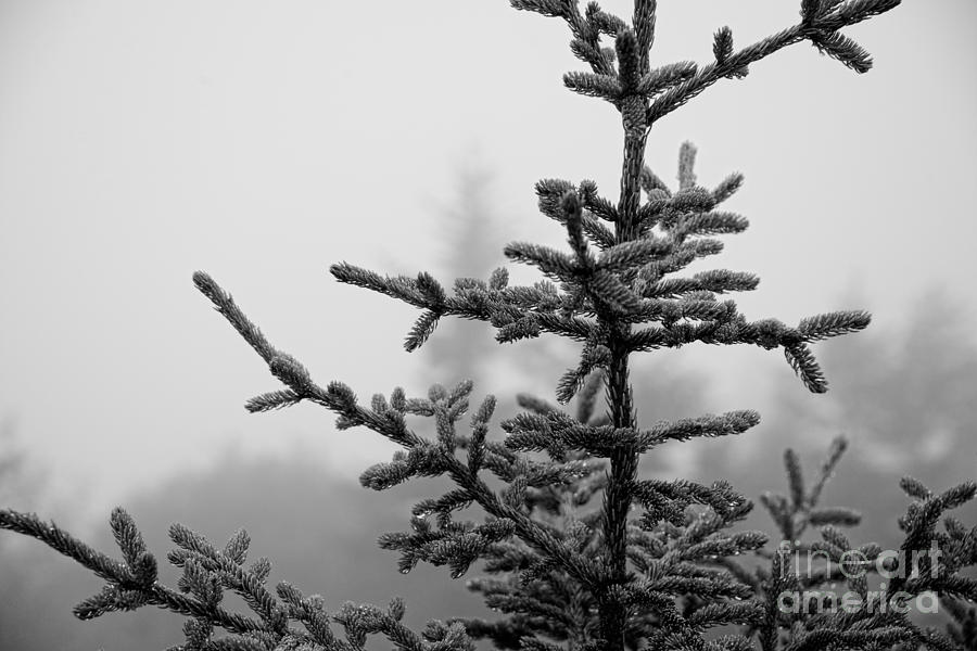 Acadia National Park Photograph - Evergreen Spruce Sapling bw by Michael Ver Sprill