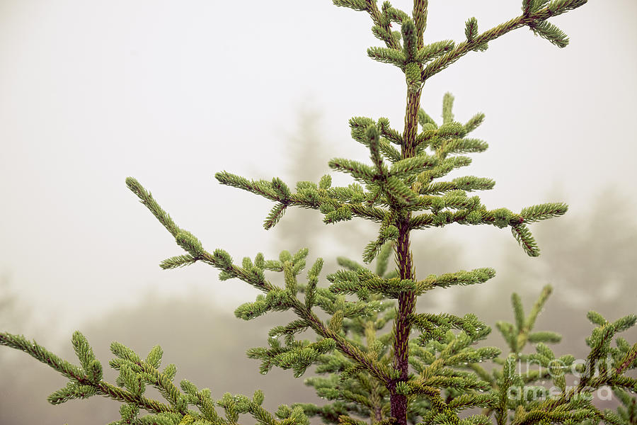 Evergreen Spruce Sapling Photograph