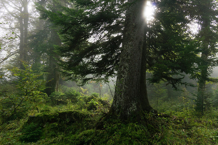 Evergreen Tree In Forest At Sunrise Photograph by Raffi Maghdessian