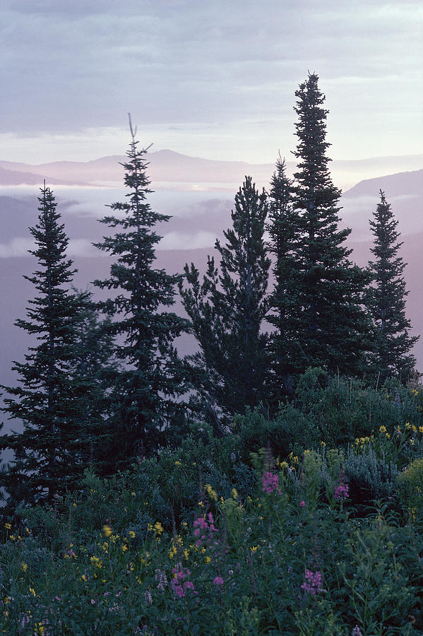 Evergreen trees and wildflowers in alpine meadow Photograph by Comstock