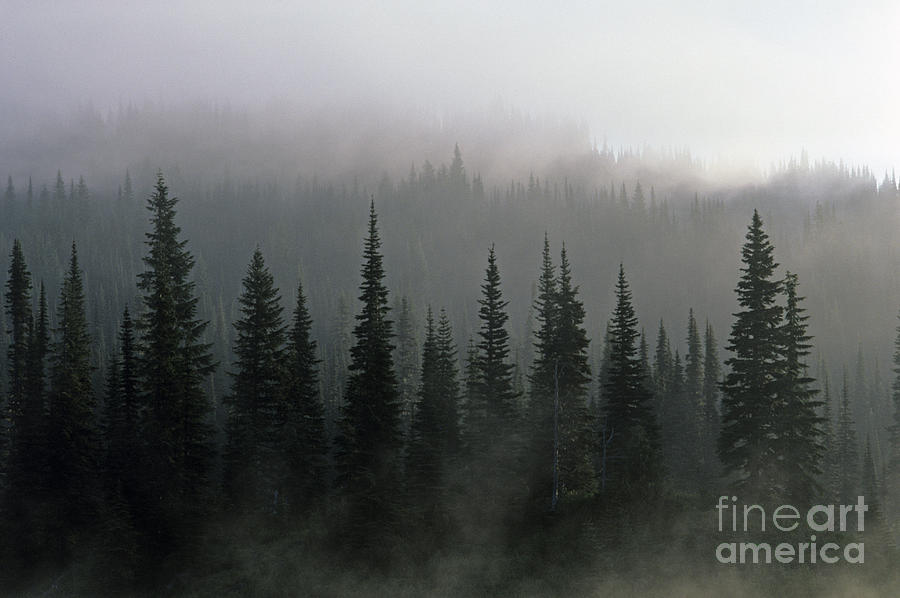 Evergreen trees in fog Photograph by Jim Corwin - Fine Art America